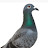 Kevin The Pigeon