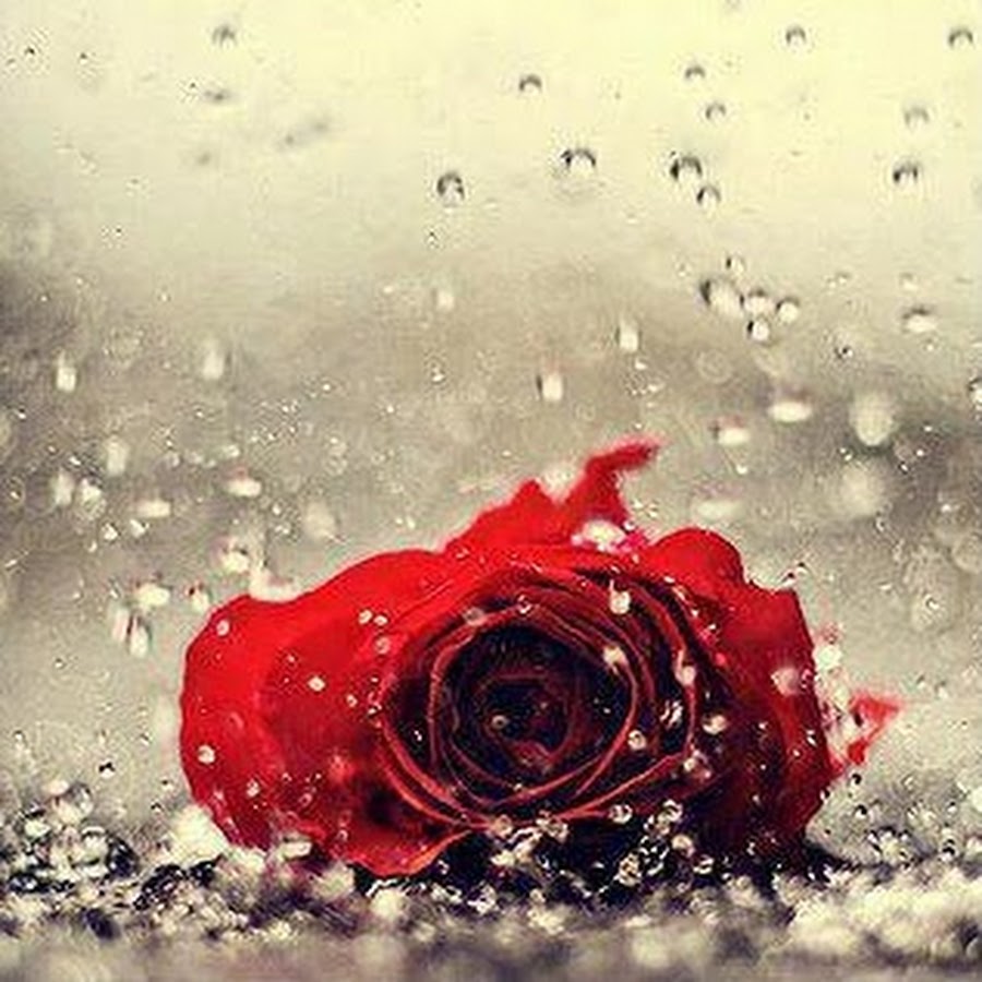 Обои на телефон розы в дождях
