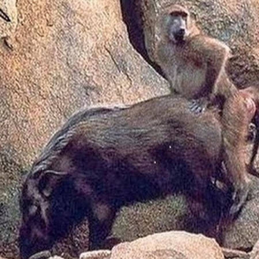 свинья обезьяна человек