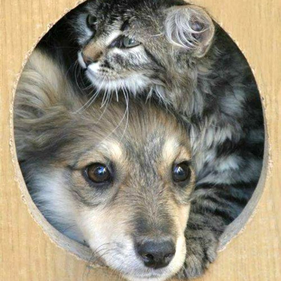 Скуки думаю. Бездомные животные. Картинки кошек и собак. Кот и пес. Будка для собаки и кота.