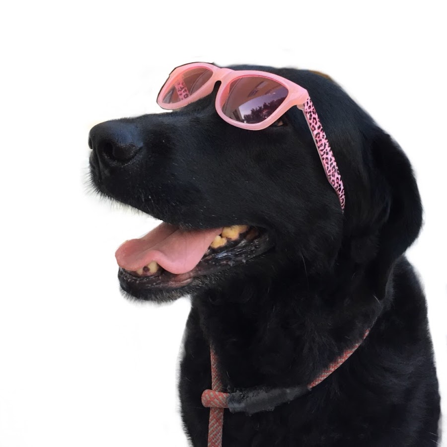 Black Lab Brandy Bernese Mountain Dog Adel Youtube