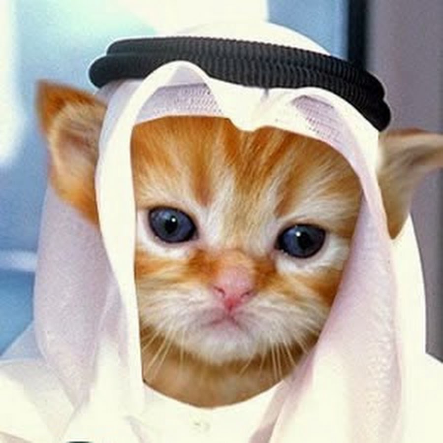 Арабская кошка