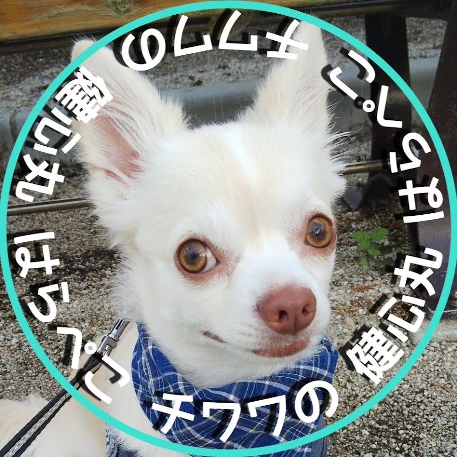 はらぺこチワワの健心丸 Youtube