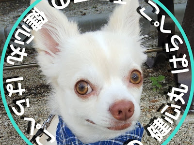 はら ぺこ 丸 326596