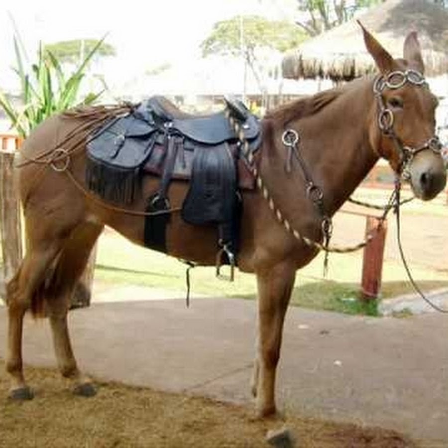 Мул и ишак. Лошак. Мул д. Мул и лошак. Лошак гибрид.