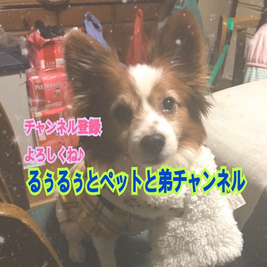 るぅるぅとペットと弟チャンネル Youtube