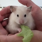 «Домашние питомцы»