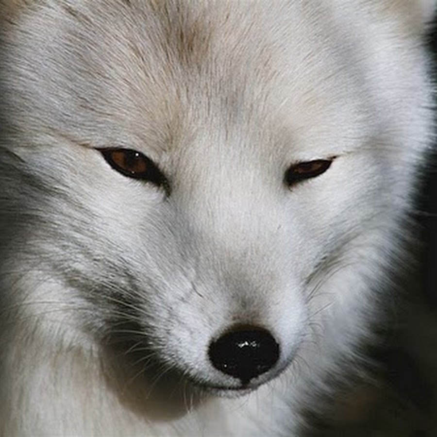 White fox фото