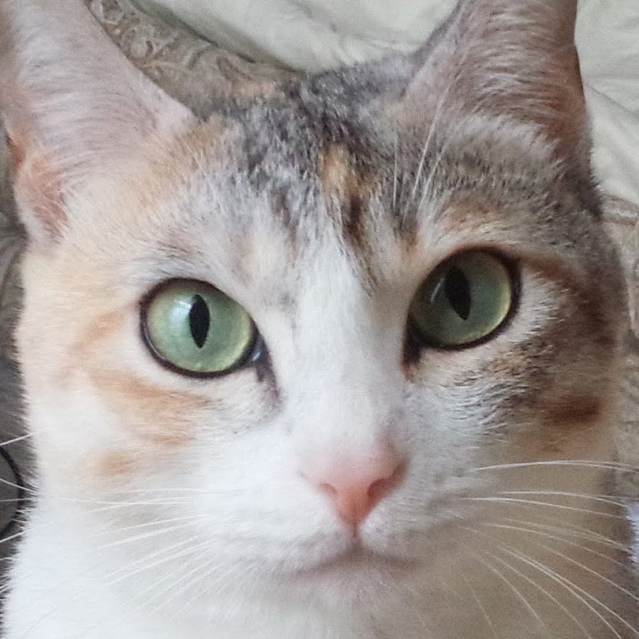 てるねこ先生 Telneko Youtube