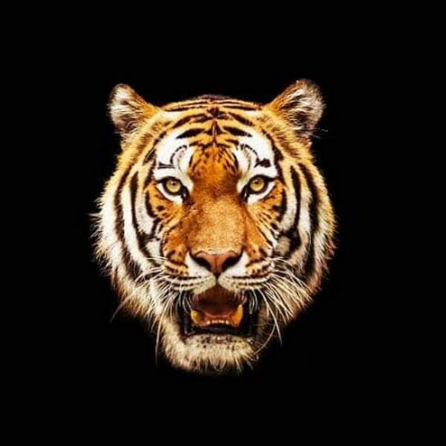 Лицо тигра на черном фоне