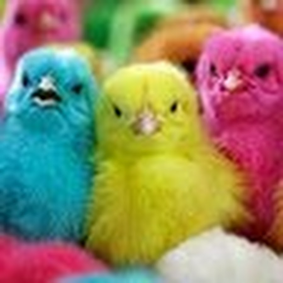 Разноцветные цыплята