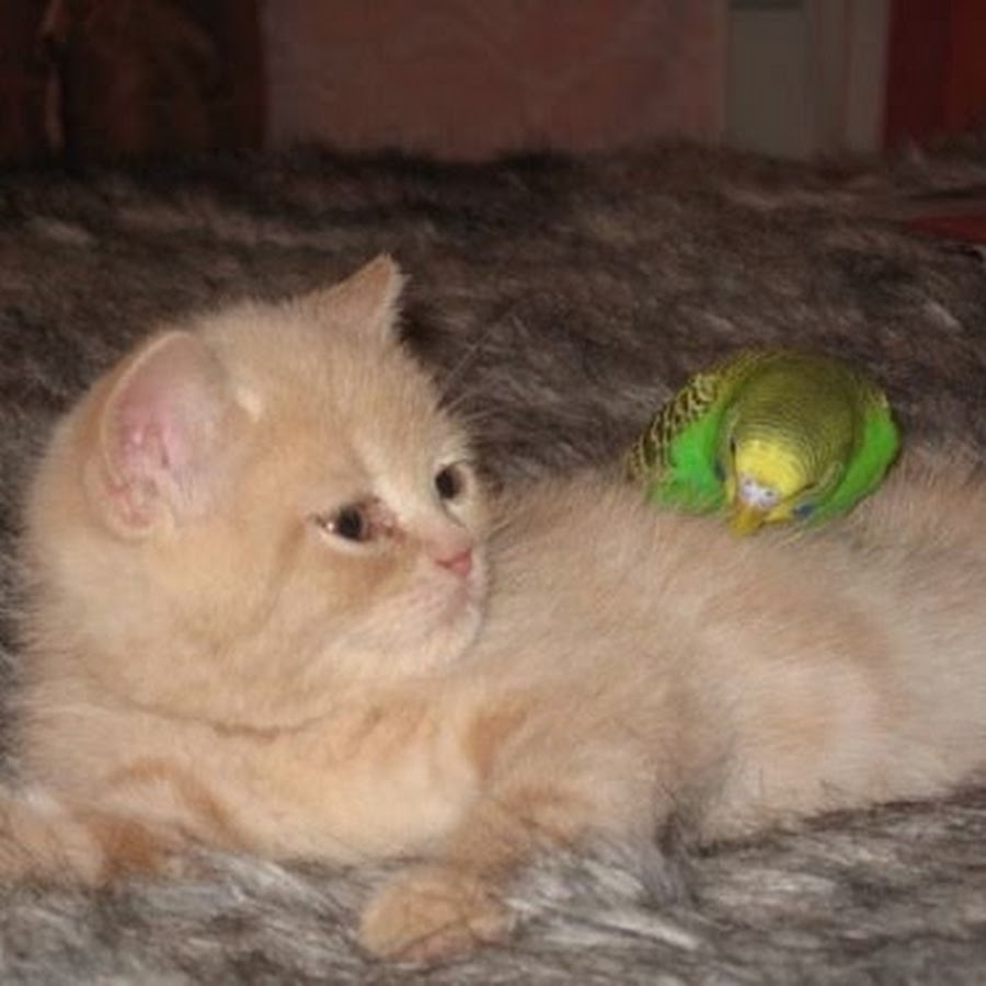 Котенок с попугаем