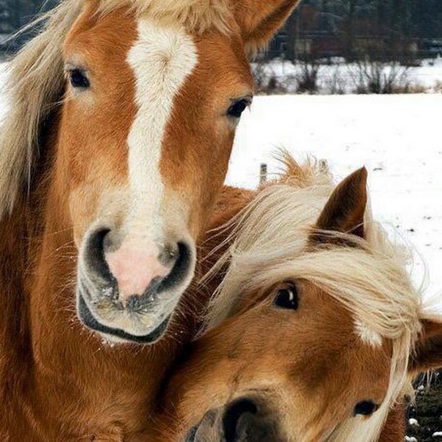 Улыбка лошади. Лошадь с челкой смешная. Лошадь т******* девку. Лошадиная улыбка фото приколы.