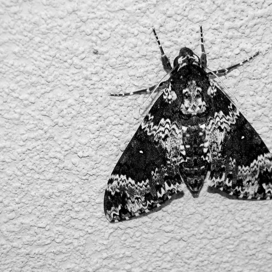 Черные ночные бабочки. Черный мотылек с белыми пятнами. Большой черный мотылек. Черная ночная бабочка большая. Моль черная с белыми пятнышками.