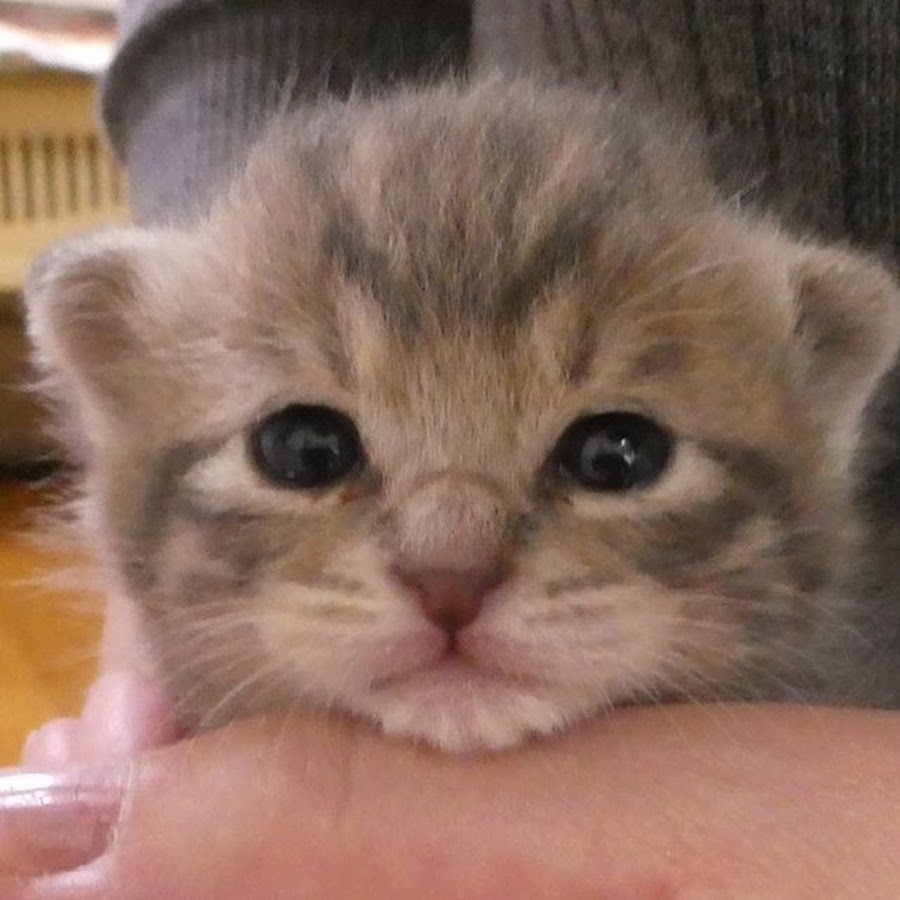 うずらねこ Youtube