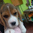 BRUNO the beagle