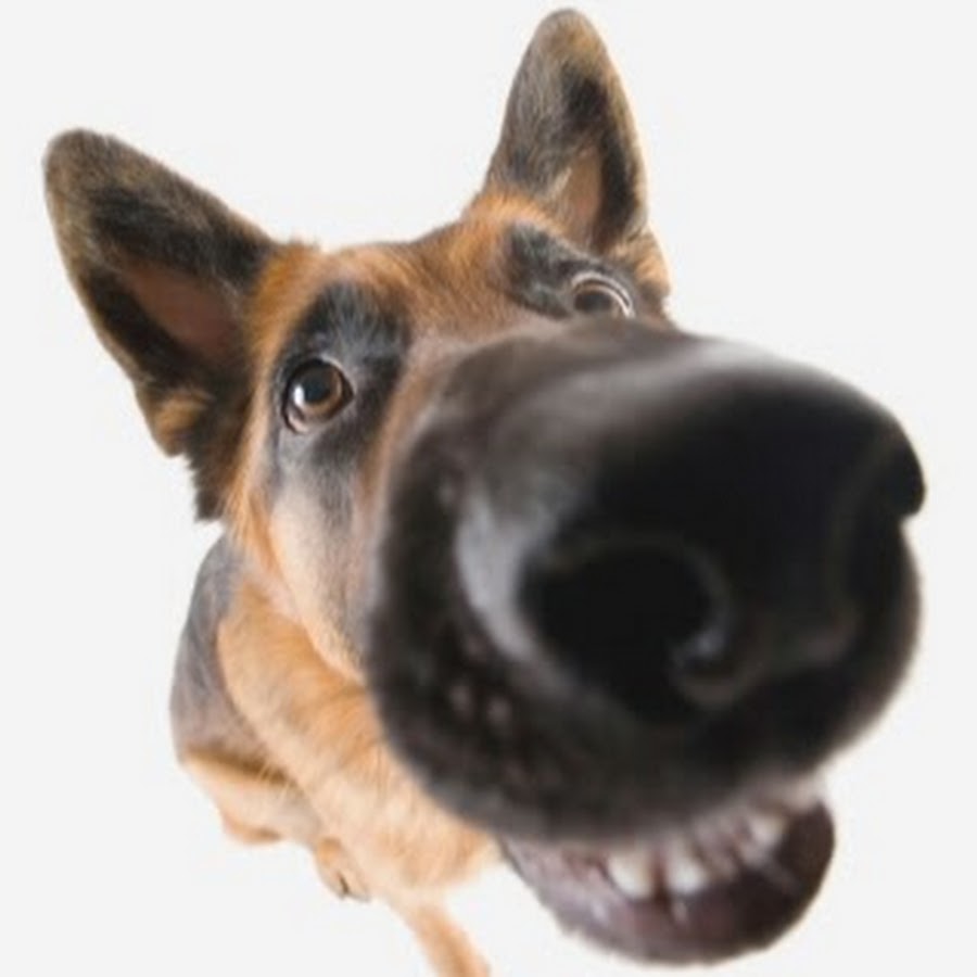 Собака с длинным носом мем
