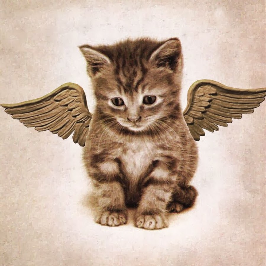 Грустный котенок