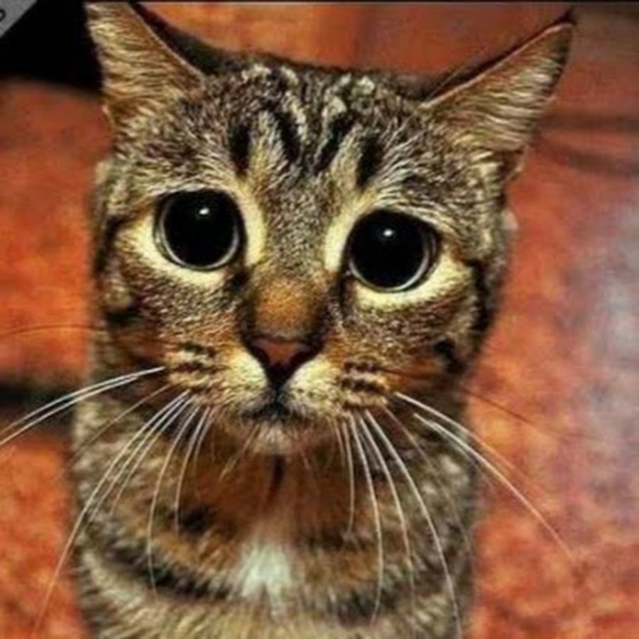 У нее нет кота. У нормального человека 2 кошки. У нее нет кота. В вашем доме нет кота кого вы любите тогда. Стих если в доме нет кота.