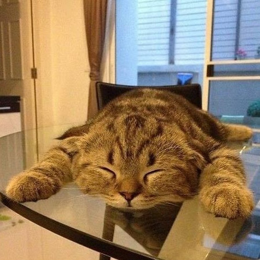 Уставший кот