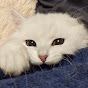 ペルシャ猫のロク
