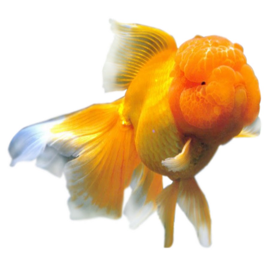 Золотая рыбка 3 1. Оранда рыбка. Золотая рыбка Оранда красная. Золотая рыбка на прозрачном фоне. Золотая рыбка на белом фоне.