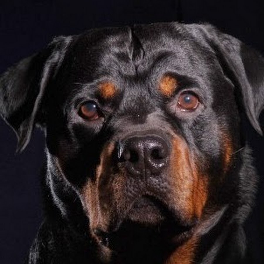 Ротвейлер на рабочий стол. Ротвейлер щенок. Золотистый ротвейлер. Ротвейлер обои. Ротвейлер щенок.