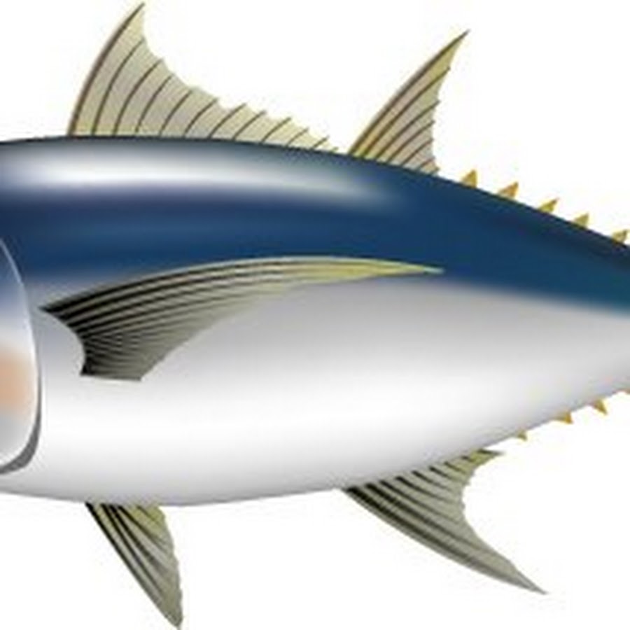 まぐろ祭り Youtube