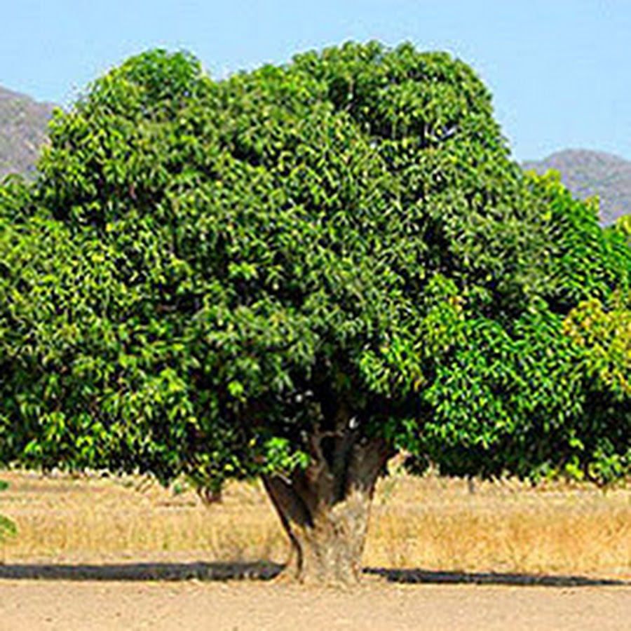 Манго дерево фото в природе с плодами. Манго дерево высота. Дерево манго в Танзании. Дерево манго высота дерева. Манго высота растения