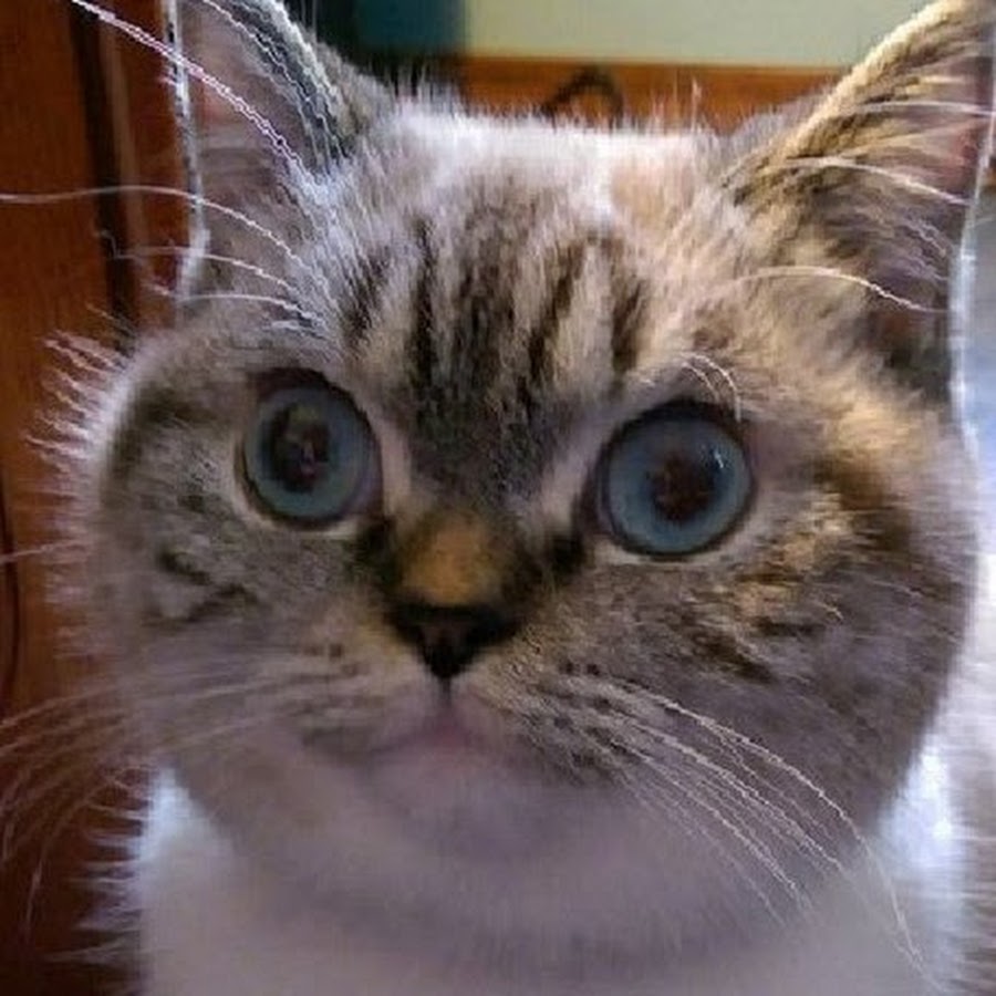 Мем с котом не напрягся Мем с котом не напрягся