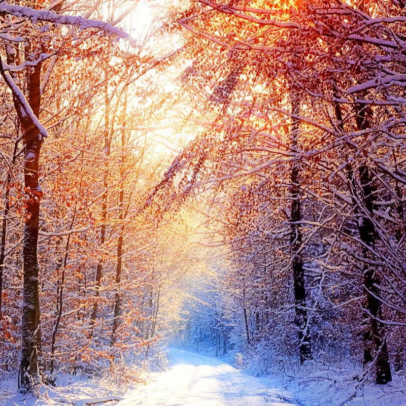 lin allan - 網紅的藏寶箱 