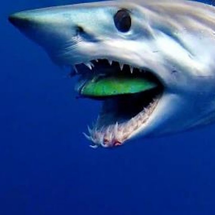 Включи акулы есть. Акула мако. Сельдевая акула мако. Мако акула чернорылая. Акула мако скорость.
