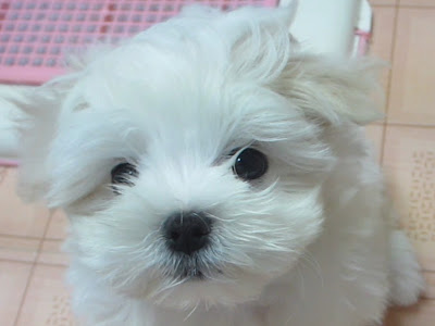 [最も共有された！ √] マルチーズ の 写真 437696-マルチーズの写真