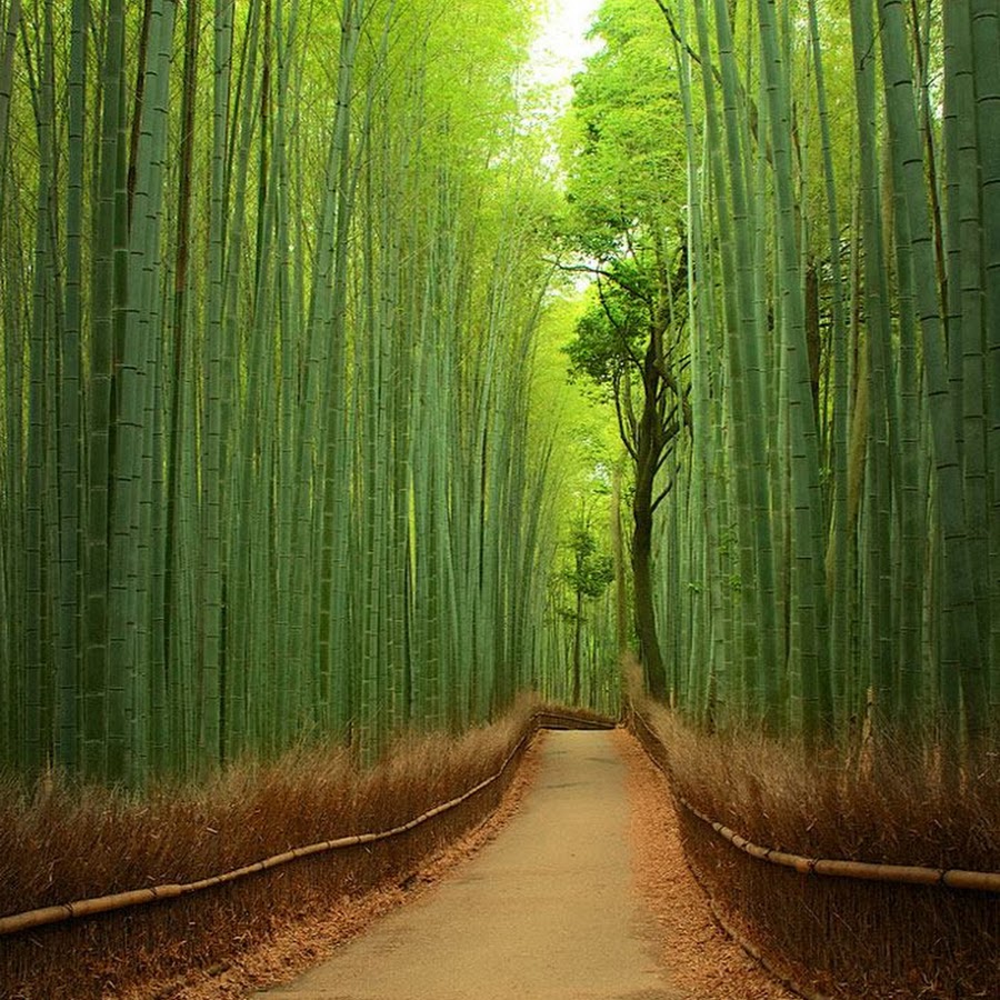 Фотообои бамбуковая роща