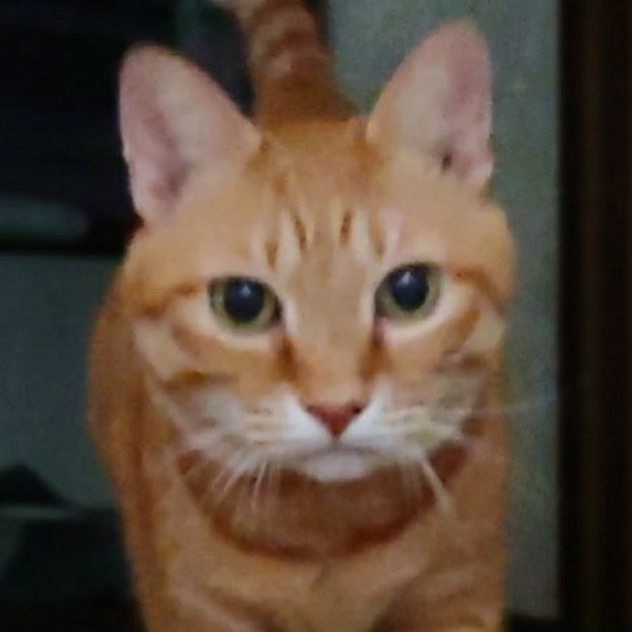 茶トラ猫のななちゃん Youtube