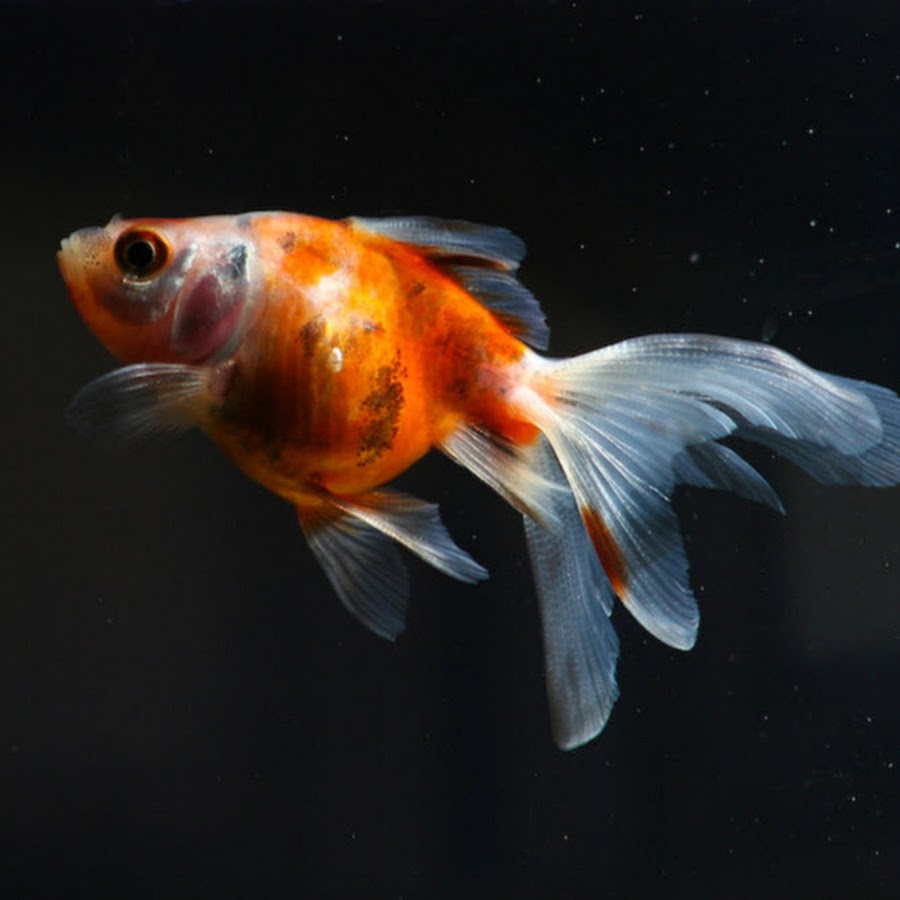 Chaetodon capistratus. Спинорог акреихт. Выдуманные рыбы. Рыба фугу обои. Экзотические рыбки.