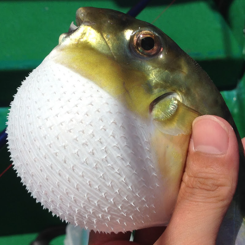 SG釣魚新手頻道 - 網紅的藏寶箱 