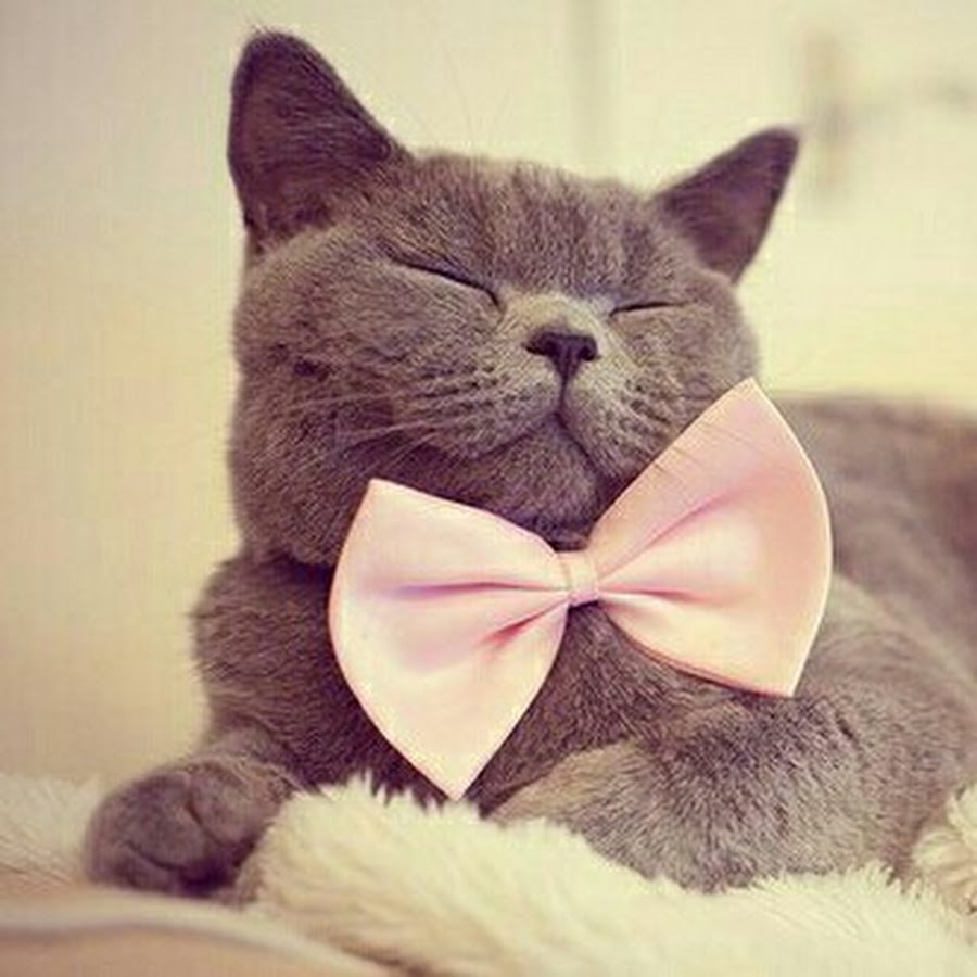 белый котенок с бантиком - Все шаблоны - Создать мем - Meme-arsenal.com