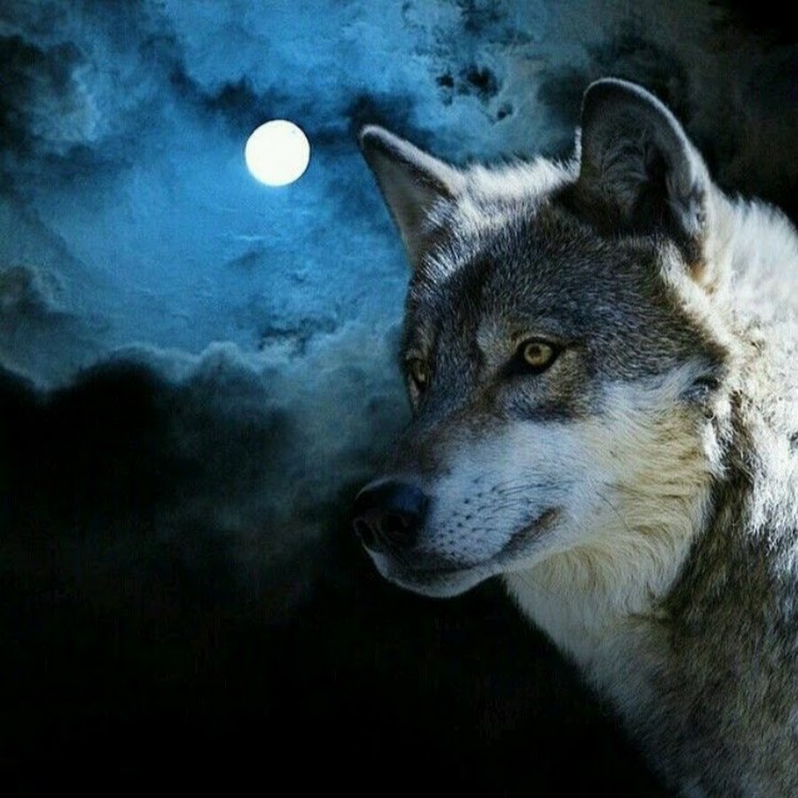 Жизнь волка