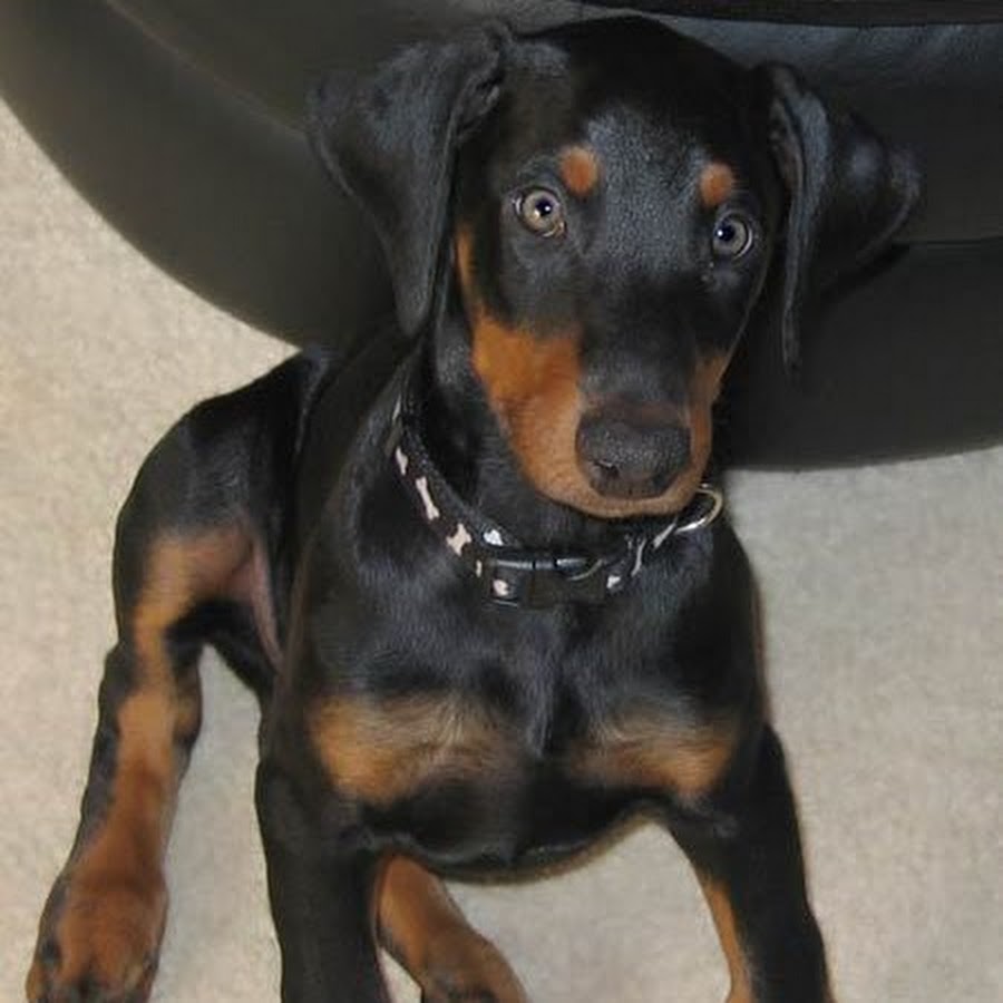 Doberman Baby