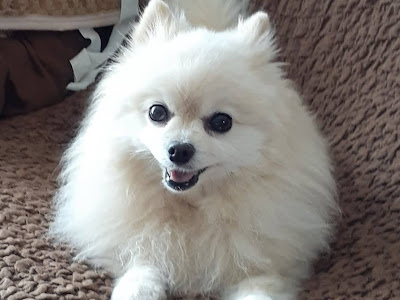 ポメラニアン 保護 犬 134587-ポメラニアン 保護 犬 福岡