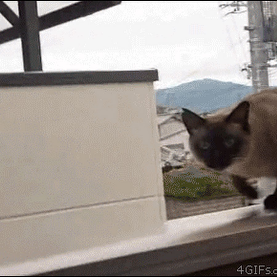 Кот прыгает гиф. Gif сиамский кот. Кот десантник гиф. Кот не допрыгнул. Кот за ВДВ gif