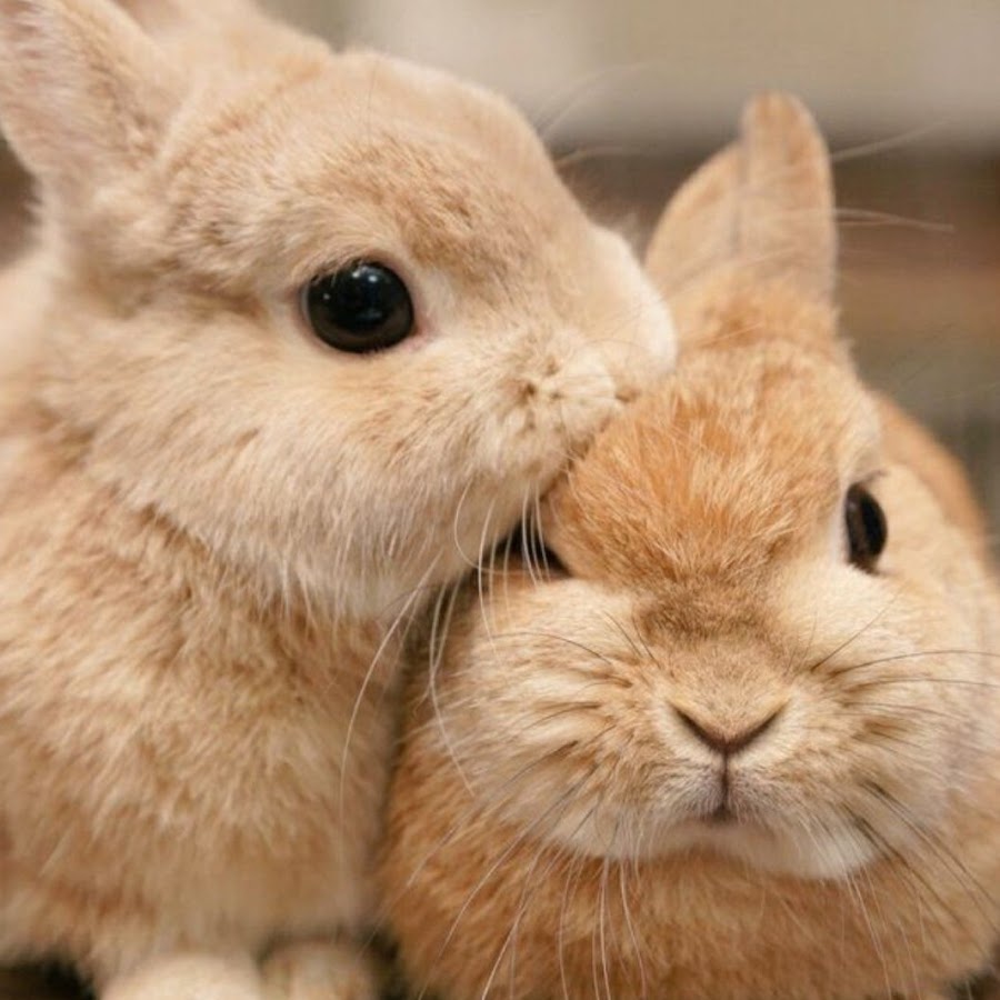 Зайка целует. Кролики любовь. Зайчики обнимаются. Милые зайчики. Кролики обнимаются.