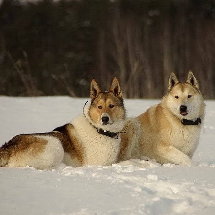 западно сибирская лайка. лайка самоедская смешанной с хасками. лайки ли видео. видео для лайка. зсл буран.