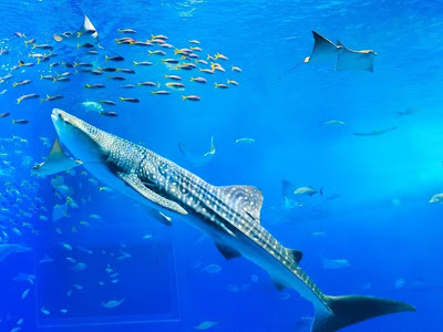 博 アクアリウム 311444