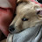 강냥이