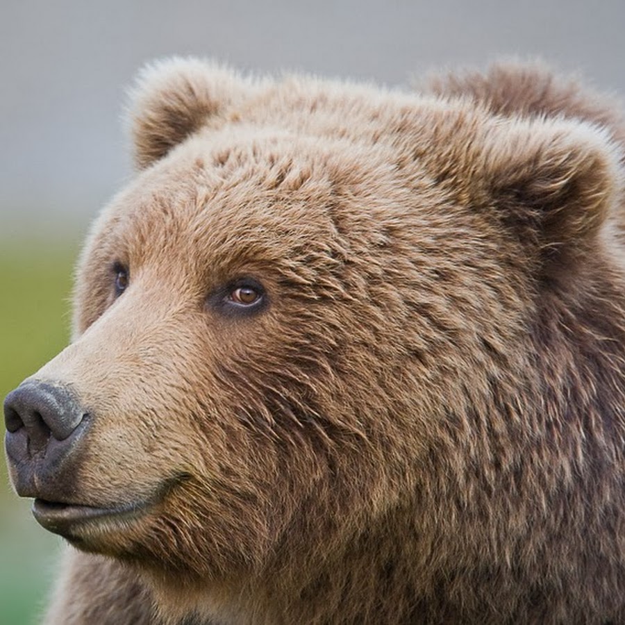 Какой нос у медведя. Морда медведя. Бурый медведь взгляд. Нос медведя. Добрый медведь.