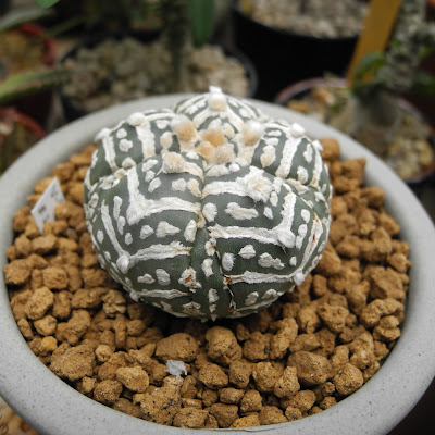 大人気 オペルクリカリア 3種類まいてみた 種まき方法解説 Youtube