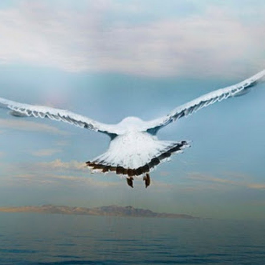 Жизнь летит словно птица. Девушка птица. Свобода картинки. Птицы над полем. Птицы в небе.