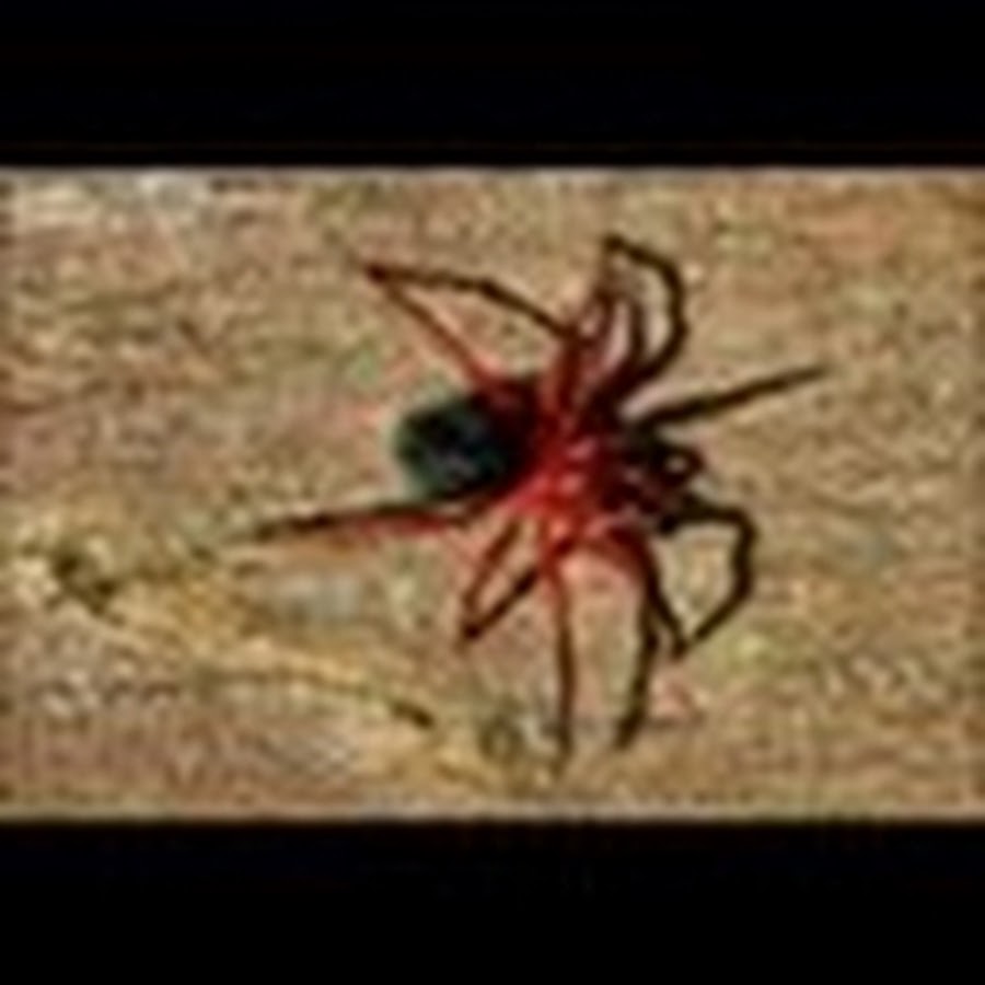 Как выглядит красный паук ktak07 - YouTube